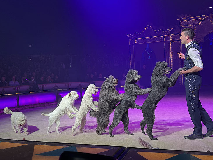 Thomas Lacey bei Farbenspiel "Gold Edition" im Circus Krone Megazelt auf der Theresienwiese (©Foto: Martin Schmitz)